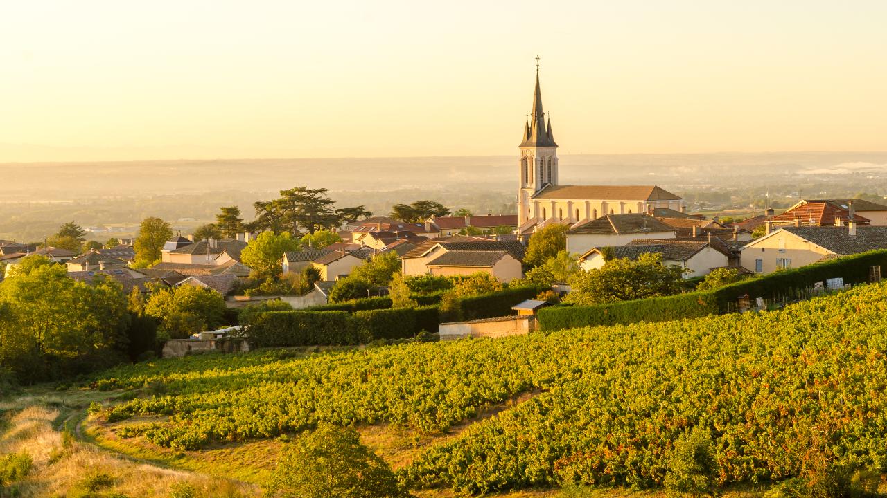 Northern Rhône Delights: Private Full-Day Wine Tour from Lyon