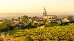 Northern Rhône Delights: Private Full-Day Wine Tour from Lyon