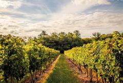 Explore Saint-Emilion & the Right Bank: Private Vineyard Tour & Tastings