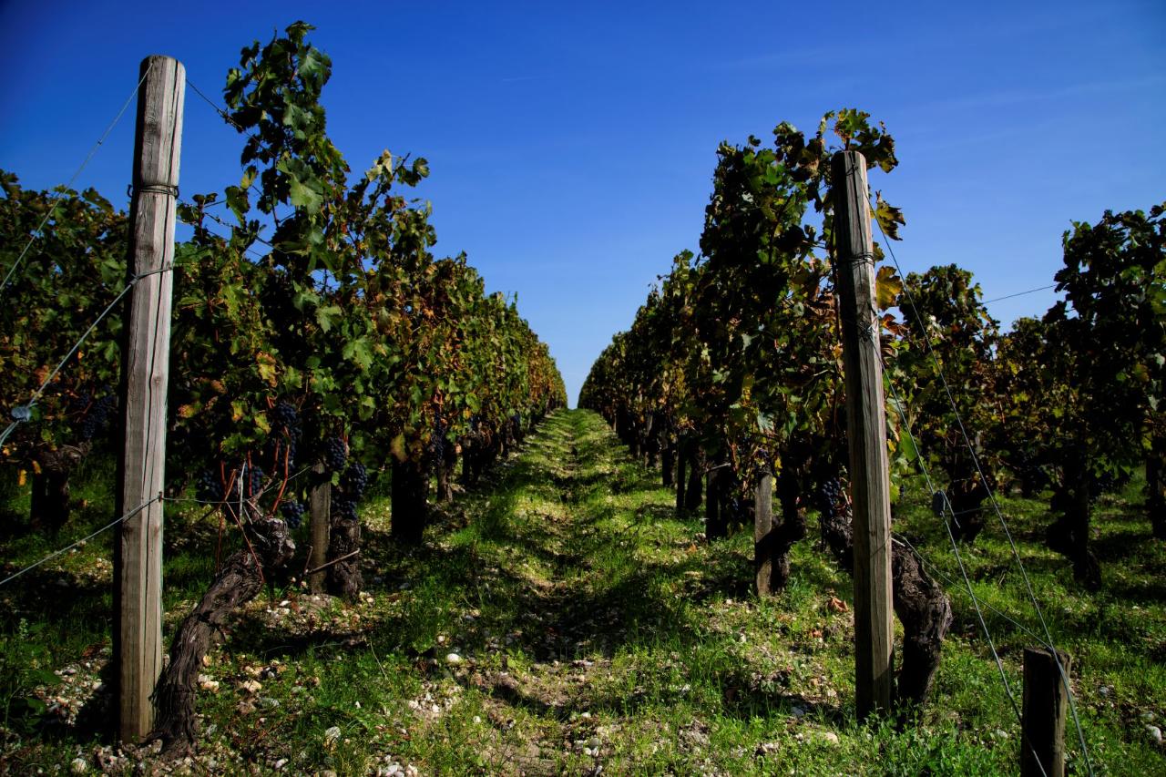 La Rochelle Cruise Excursion Bordeaux Wine Tour