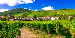 Private Full-Day Wine Excursion from Colmar : Exploring the Wines of France and Germany