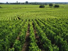 Beaune visit & Burgundy Wines: Half-Day Tour from Dijon