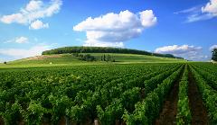 Discover Burgundy Wines Together: Half-Day Tour from Dijon