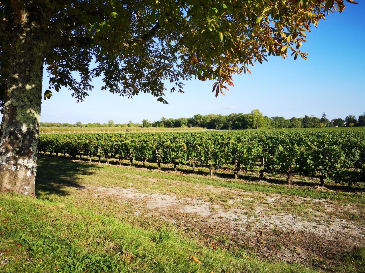 4 Days Small Group Bordeaux Wine Tour Packages - 3* Hotel
