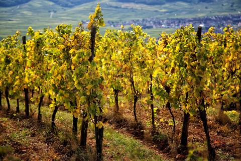 Alsace Wine Tour from Colmar: A half-day Vineyard Excursion