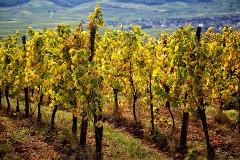 Alsace Wine Tour from Colmar: A half-day Vineyard Excursion