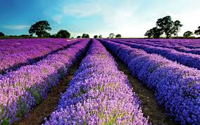 5-Day Small Group Provence Package - 3* Hotel