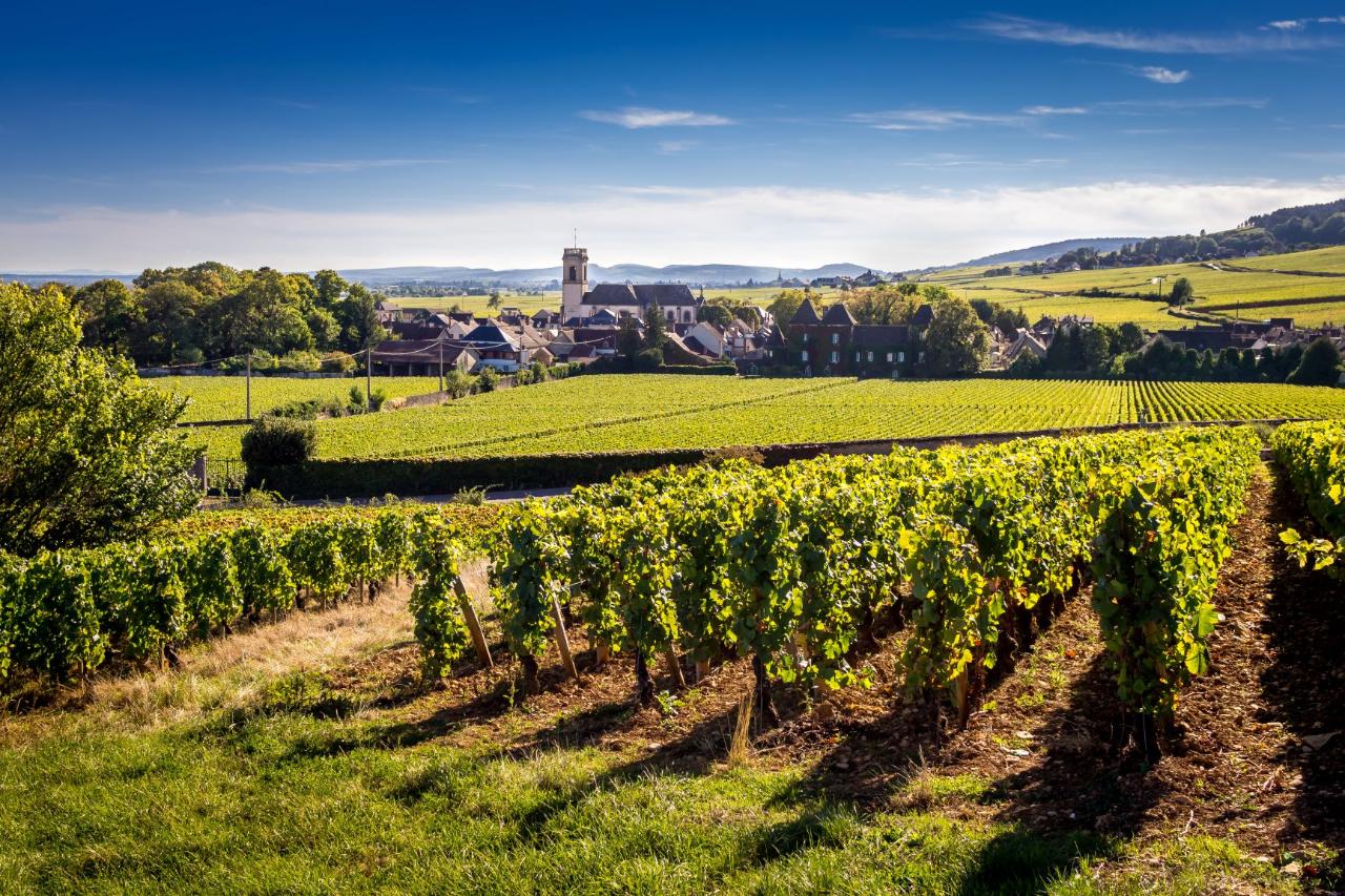 Explore Côte de Beaune Vineyards: Private Half-Day Wine Tour