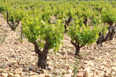 Explore Rhône Valley Wines: Private Tour from Avignon to Châteauneuf-du-Pape