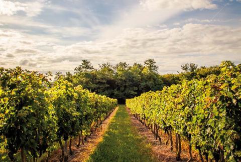 Bordeaux to Saint-Émilion & Margaux Small Group Wine Tour