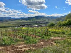 Private Alsace Wine Tour – 3 Wineries from Breisach