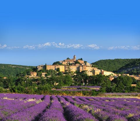 Valensole's Lavender Fields Tour : A Visual Journey in Provence