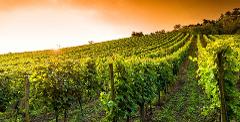 Trémolat to Bergerac: Private Wine Tour in Dordogne