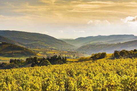 4-Day Private Burgundy Wine Tour Package - Dijon - 3* Hotel