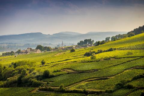 Dijon Wine Tours: Côte de Nuits Half-Day Small Group Excursion