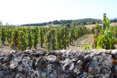 Beaujolais Highlights: Half-Day Wine Experience from Lyon