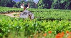 Indulge in Burgundy's Grand Crus: Private Wine Tour from Beaune