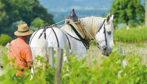 BORDEAUX ORGANIC & BIODYNAMIC WINE EXPERIENCE PRIVATE TOUR