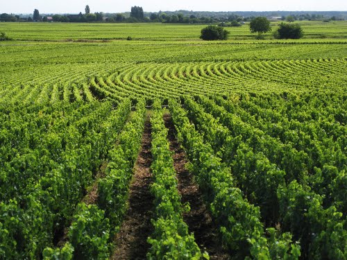 Taste of Burgundy: Full-Day Wine Tour from Dijon