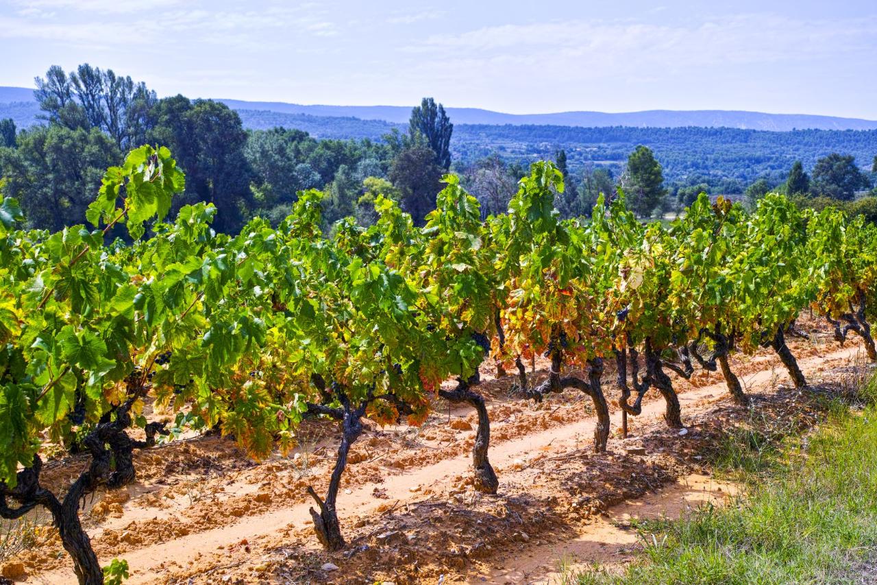 Provence Wine Tour : An Exclusive Tasting Experience