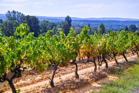 Private Provence Wine Tour : An Exclusive Tasting Experience