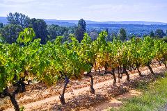 Private Provence Wine Tour : An Exclusive Tasting Experience