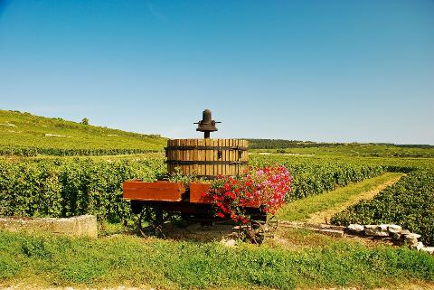 Prestige Pinot Noirs: Private Côte de Nuits Wine Tour from Dijon