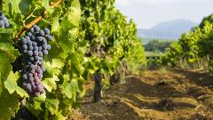 A Taste of Provence Wine Tour : a half-day Vineyard Adventure