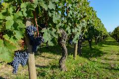 Wine Connoisseur's Dream: Medoc, Saint-Emilion & Graves Private Tour