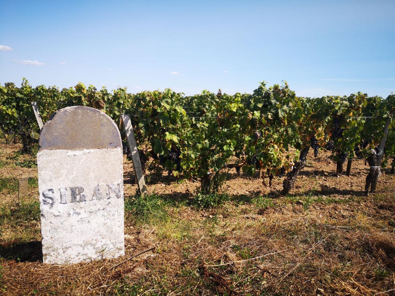 Beyond Saint-Emilion: Private Wine Tour to Médoc Vineyards