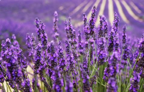 Private Lavender, Essential Oils & Perfume Workshop from Aix-en-Provence