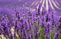 Private Lavender, Essential Oils & Perfume Workshop from Aix-en-Provence