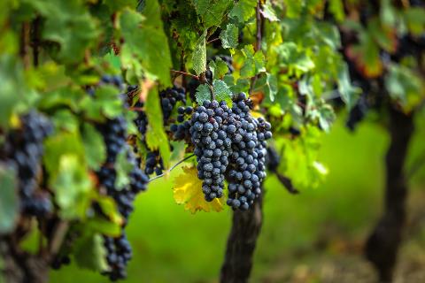 5-Day Private Grands Crus Bordeaux Wine Tours Package - 4* Hotel