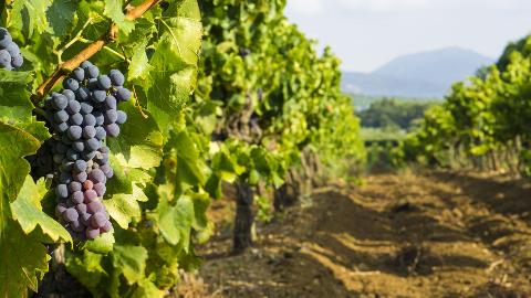 Provence Wine Tour: Exclusive Shore Excursion from Antibes