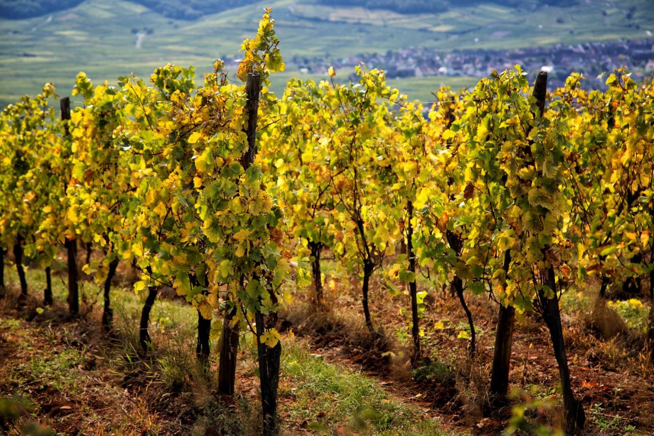 Alsace Grands Crus Wines from Colmar: A Signature Tasting Tour