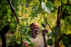 Alsace Grand Crus: Private Wine Tour from Riquewihr