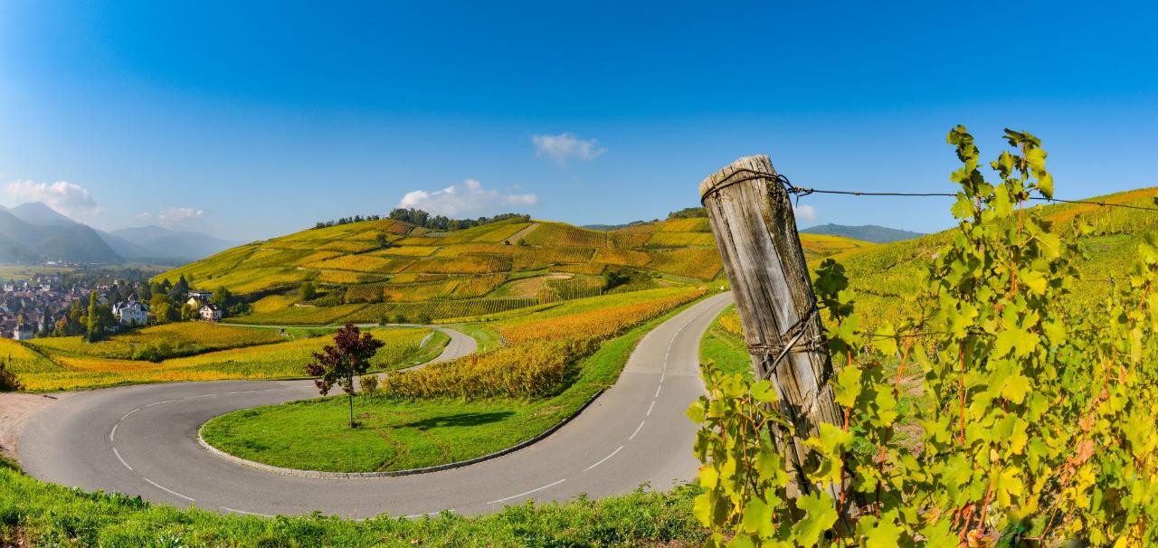 Alsace & Germany: Full-Day Private Wine Tasting Tour
