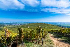 Alsace Wine Tour for 2 : Private Grand Crus near Riquewihr