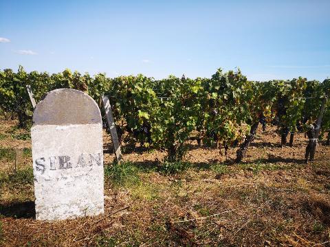 Medoc Wine Exploration Half-Day Bordeaux Vineyard Tour