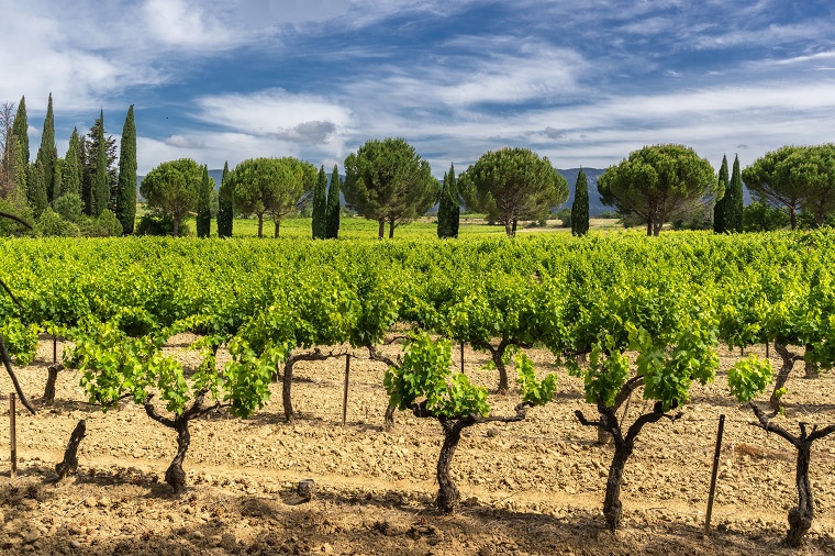 Provence Wineries Await: Private Wine Tour from Marseille