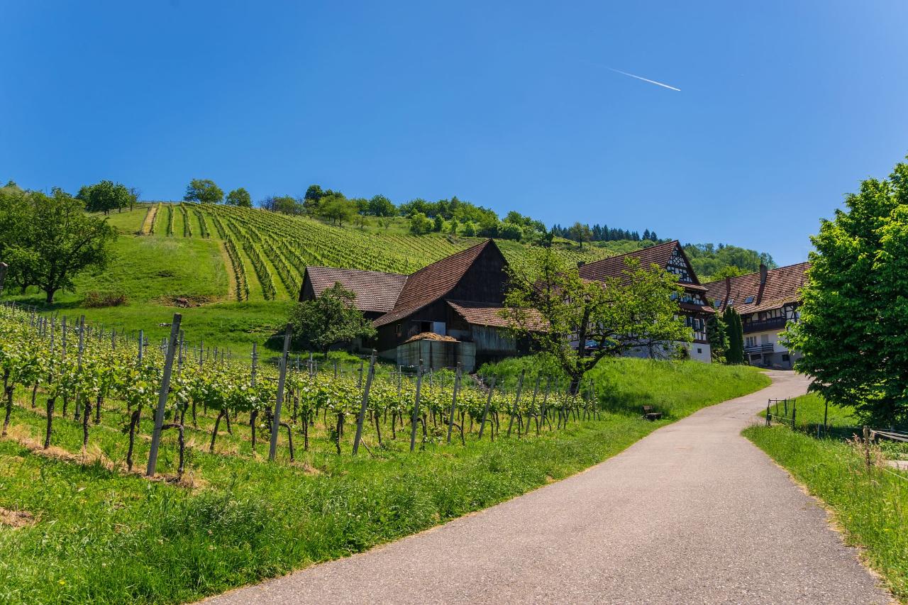 German Baden Wine Tasting Experience private tour from Strasbourg