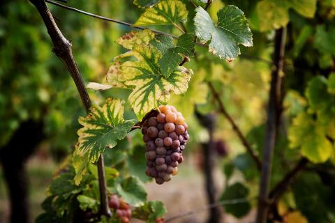 Kehl River Cruise Shore Excursion: Alsace Wine & Vineyards Tour