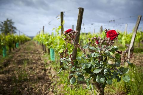 Bordeaux for Two: Private Panoramic Tour & St. Emilion Wine Getaway