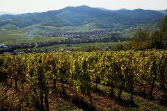 Alsace's Finest: Private Grands Crus Wine Tour from Mulhouse