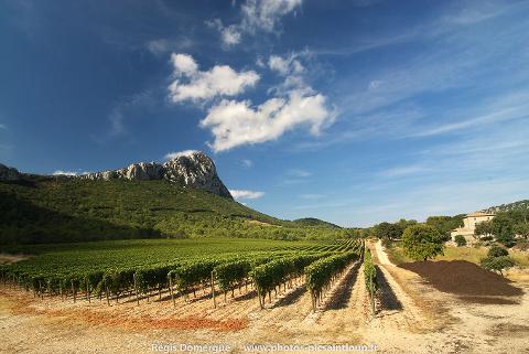 From Montpellier Languedoc Wine Tour half-day trip