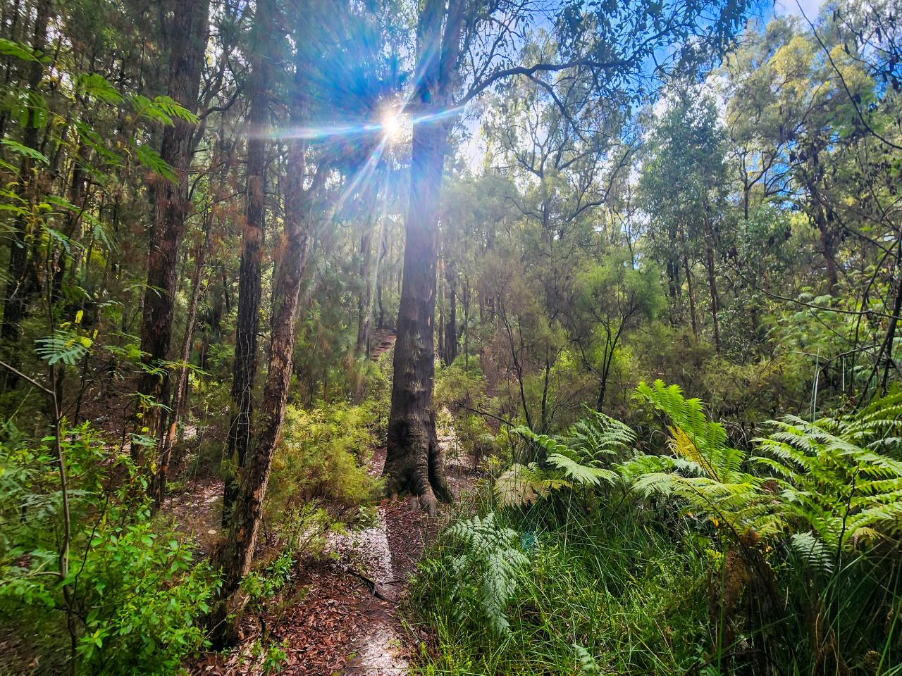 Dwellingup: Murrays Embrace, Forest & Water Renewal
