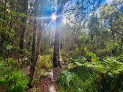 Dwellingup: Murrays Embrace, Forest & Water Renewal