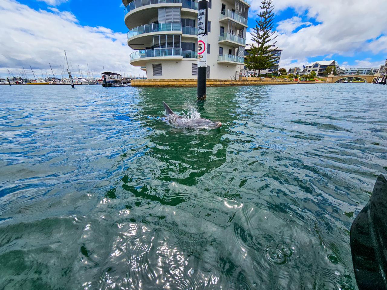 Estuary Escapades: Paddling Stories & Dolphin Watching Adventure