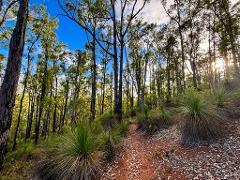 Dwellingup: Murrays Embrace, Forest & Water Renewal