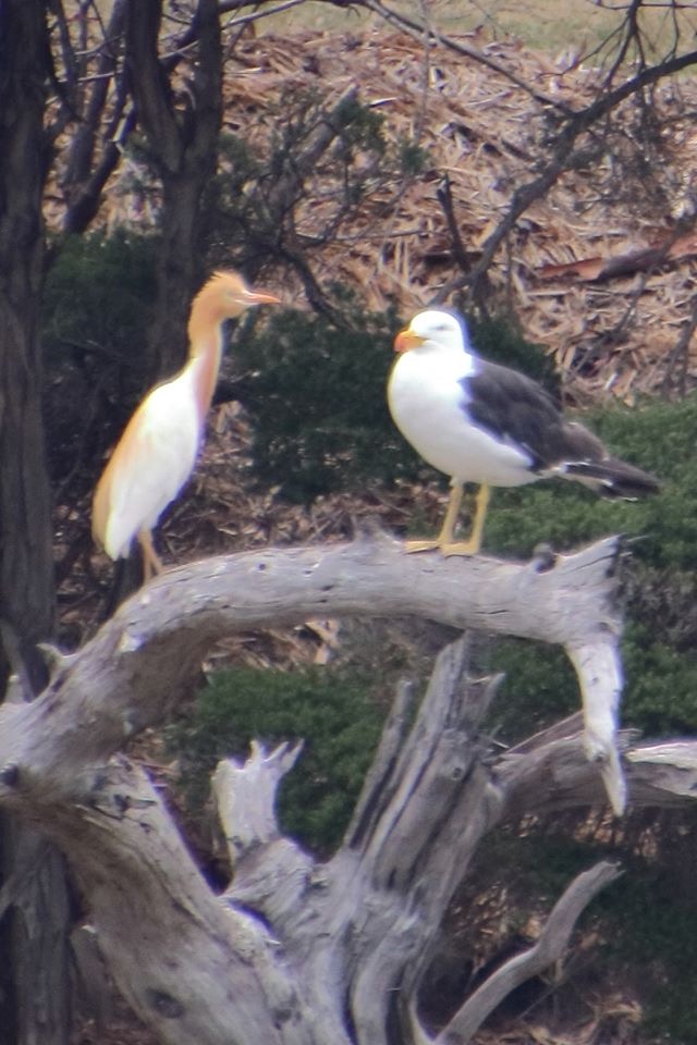 LEVEN RIVER & HISTORY CRUISE  approx 2 hr